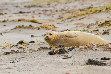 Europäischer Seehund (Phoca vitulina vitulina) auf Helgoland, Deutschland