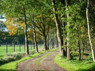 Unpaved country road with oak trees on either side in rural area, Dwingelderveld, Drenthe, Netherlands