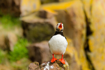 Papageitaucher (Fratercula arctica) auf Island, Europa