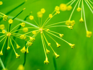 Dill, Anethum graveolens, close-up of buds and flowers of annual herb