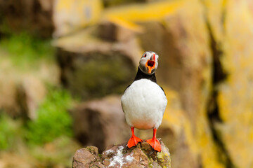 Papageitaucher (Fratercula arctica)