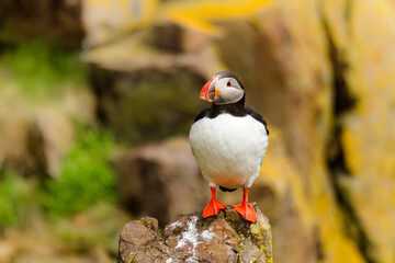 Papageitaucher (Fratercula arctica)