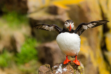 Papageitaucher (Fratercula arctica)