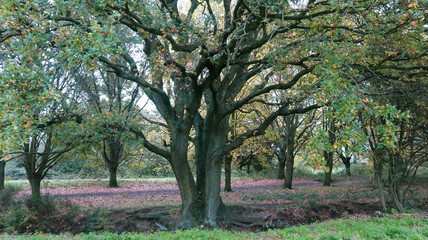 Trees in Autumn Colors