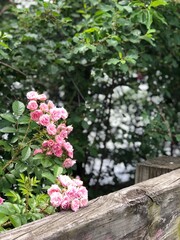 pink and white flowers