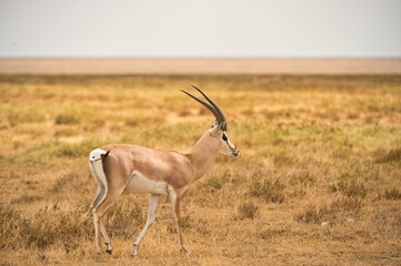 Naklejka na ściany i meble One wild gazelle waking in the safari of Tanzania