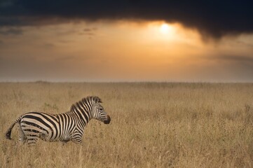 Fototapeta na wymiar One zebra in the savannah at sunset in Tanzania