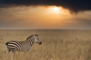 Fototapeta na wymiar One zebra in the savannah at sunset in Tanzania