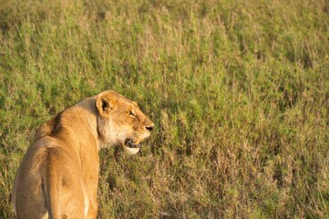 Close up photo of a female lion in the savannah of Serengeti national park, Tanzania