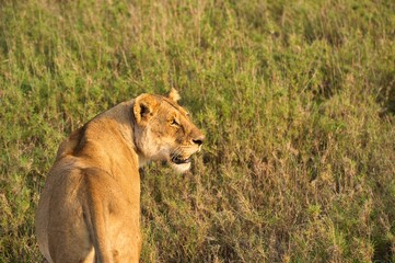 Close up photo of a female lion in the savannah of Serengeti national park, Tanzania