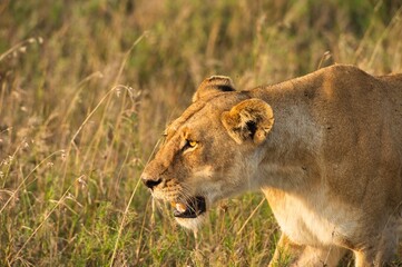Close up photo of a female lion in the savannah of Serengeti national park, Tanzania