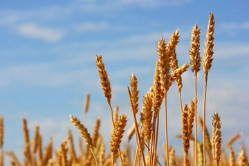 several yellow ears of wheat close up in the field