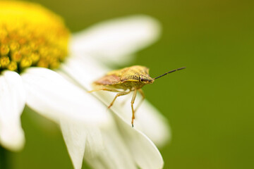 Insect bug on a white chamomile
