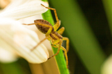 Spider on a white chamomile in the park
