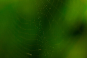 Spiderweb on a green background in the park