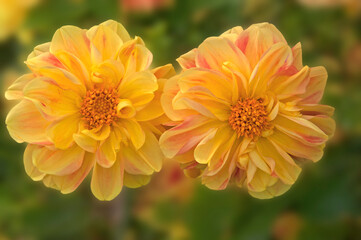 Two bright colorful orange red dahlias close-up on a background of green leaves in a flower garden