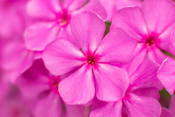 Pink flowers phlox in nature