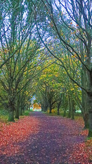 Fototapeta premium Queen Mothers Walk in Autumn 