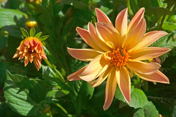 One bright colorful yellow pink dahlia with a bud close-up on a background of green leaves in a flower garden