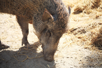 Wild Boar