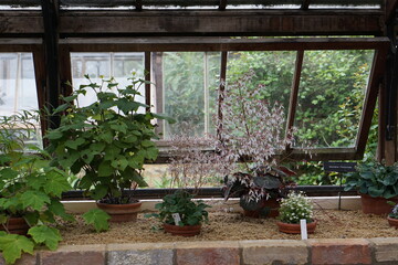 Miniature succulents photographed in Botanic Gardens in Cambridge in June 2021