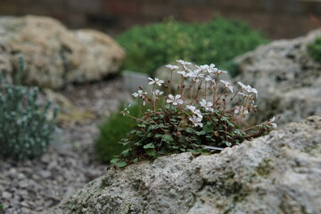 Miniature succulents photographed in Botanic Gardens in Cambridge in June 2021
