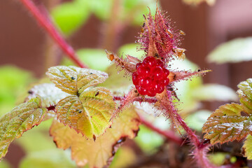 Japanese wineberry (Rubus phoenicolasius) Asian species of raspberry