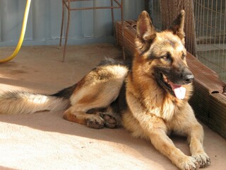 O Poderoso Pastor Alemão!