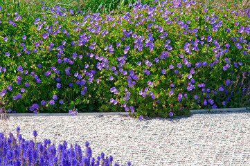 Flower garden with beautiful purple flowers of hybrid geranium (Roseanne) and purple sage flowers in the garden