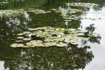 Water lily photographed in Cambridge botanic gardnens
