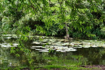 Water lily photographed in Cambridge botanic gardnens