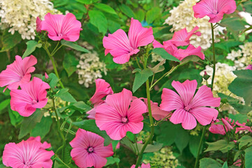 Bright colorful pink flowers of Lavatera (Lavatera)..close-up with green leaves in a flower garden