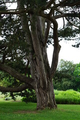Trees photographed in Cambridge Botanic Gardens in June 2021