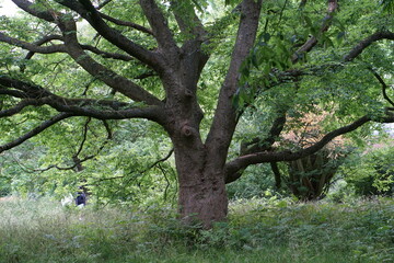 Trees photographed in Cambridge Botanic Gardens in June 2021