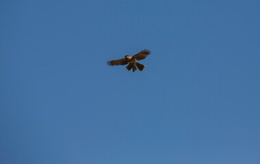 Australian red wattle bird flying in the sky