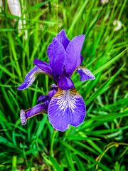 Blossoming iris flower in a meadow