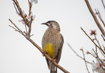 colourful red wattlebird perched on a flowering tree in blossom in Adelaide