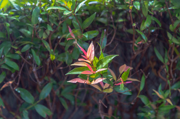 Red leaf photinia of Photinia glabra Robin. Flower's leaves are raised to receive soft sunlight in the morning Dense green leaves with red flowers. Copy space, Selective focus.