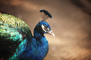 Indian peacock  © Danish Khan