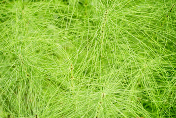 Green background made of horsetail with selective focus shallow depth of field
