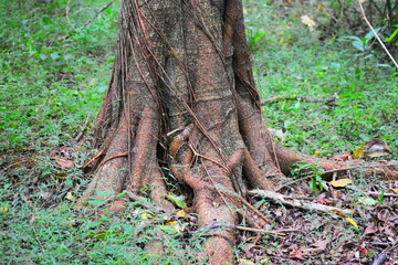 roots of a tree