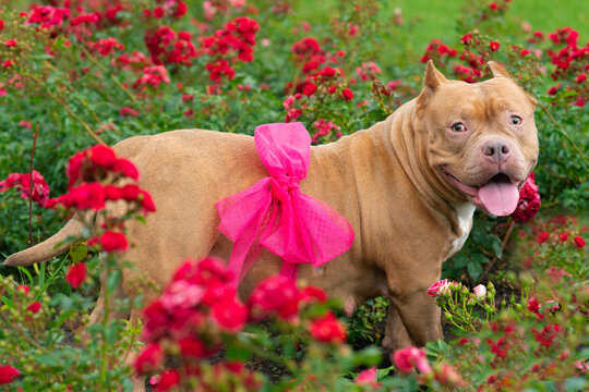 Pregnant dog on the background of bushes with times in the garden. pet American Bully With a bow on the belly