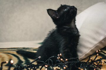 Small black kitten with a luminous garland