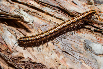 a close up of a centipede on tree