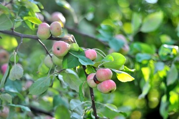 Many organic apples on a tree in an orchard.
Morning shot
