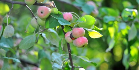 red apple tree in an orchard