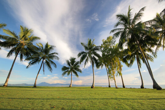 palm trees in the grass on the coast