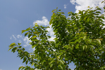 A branch of a chestnut tree on a blue sky background.