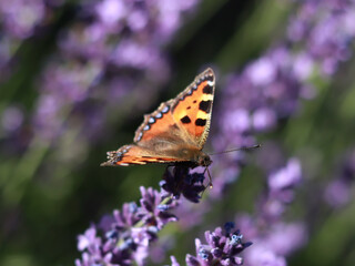 Schmetterling