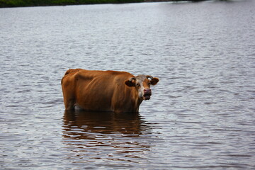 cow mooing standing in the lake